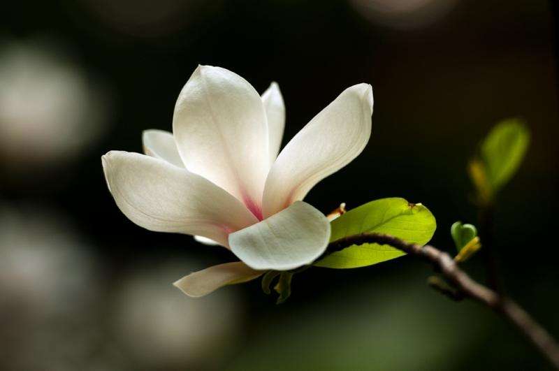 成都师范类学院成人高考好考吗